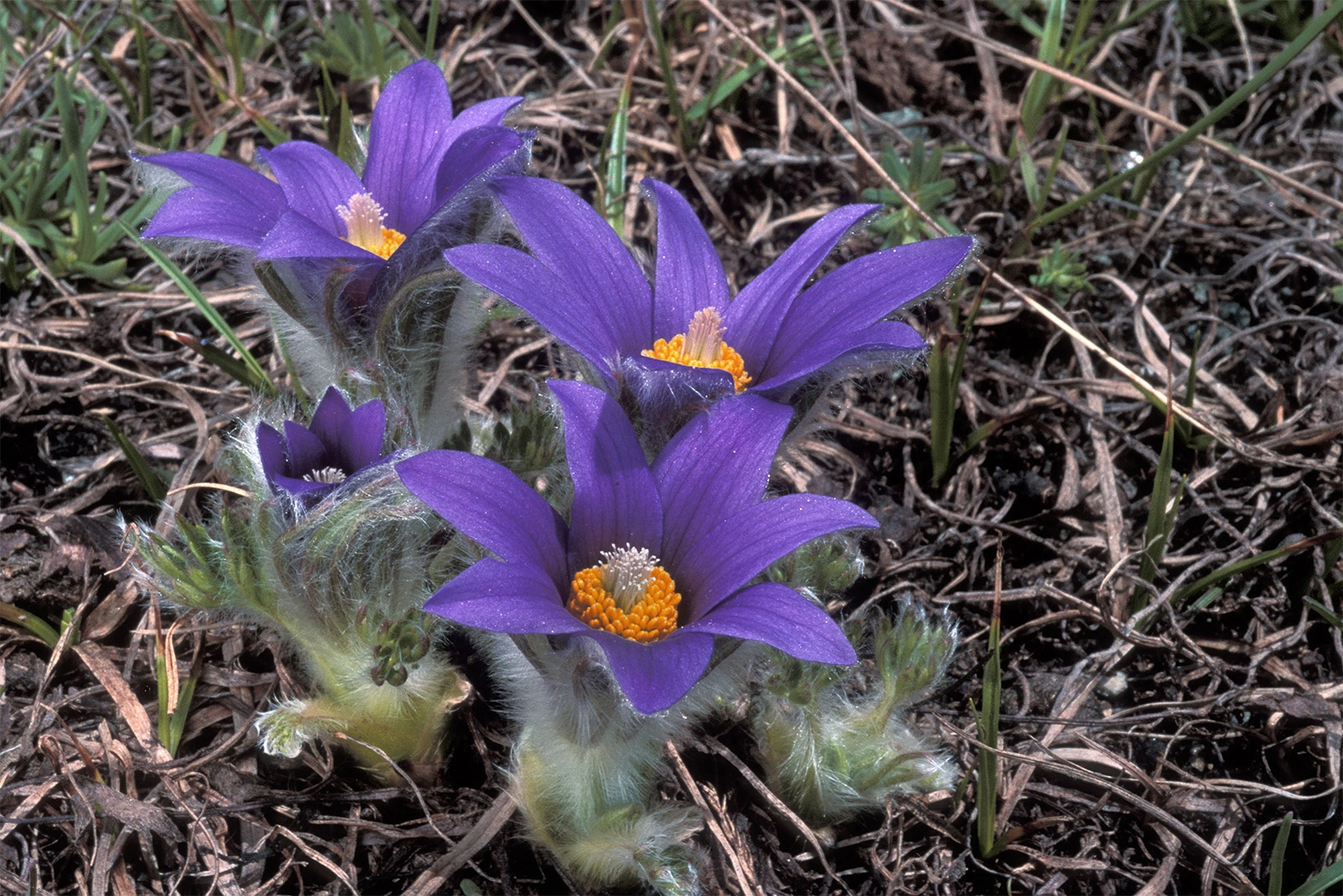 Photo Maurizio Broglio - Pulsatilla halleri